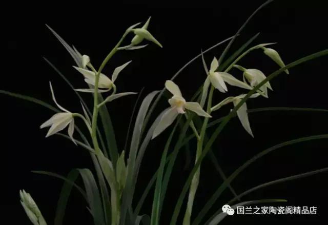 春兰和蕙兰莲瓣,蕙兰带花苞的兰花怎样上盆