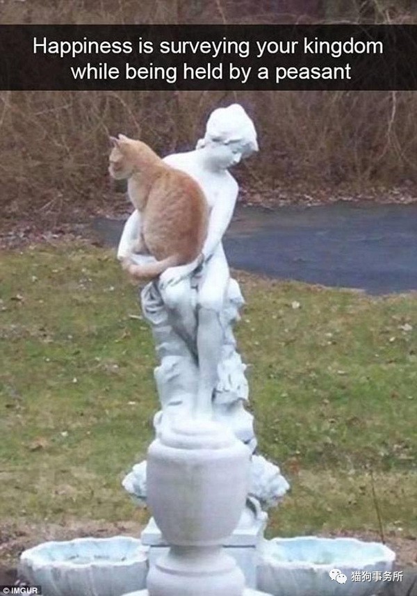 搞笑网红猫咪图片,网络上小猫照片被网友恶搞