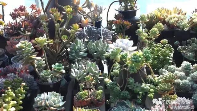 满阳台的多肉,满阳台多肉