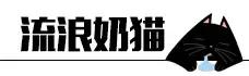 猫咪睡姿大作战,猫咪大字型睡姿图片