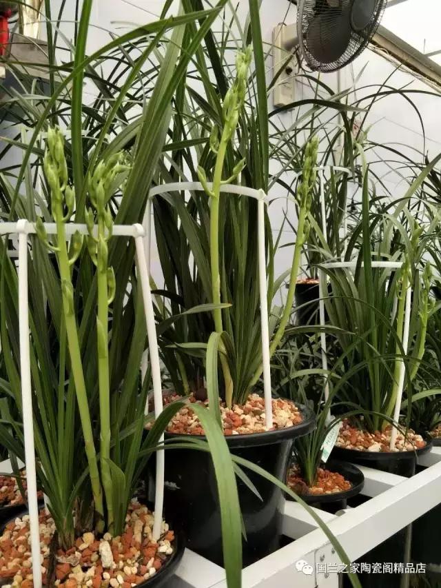 春兰和蕙兰莲瓣,蕙兰带花苞的兰花怎样上盆