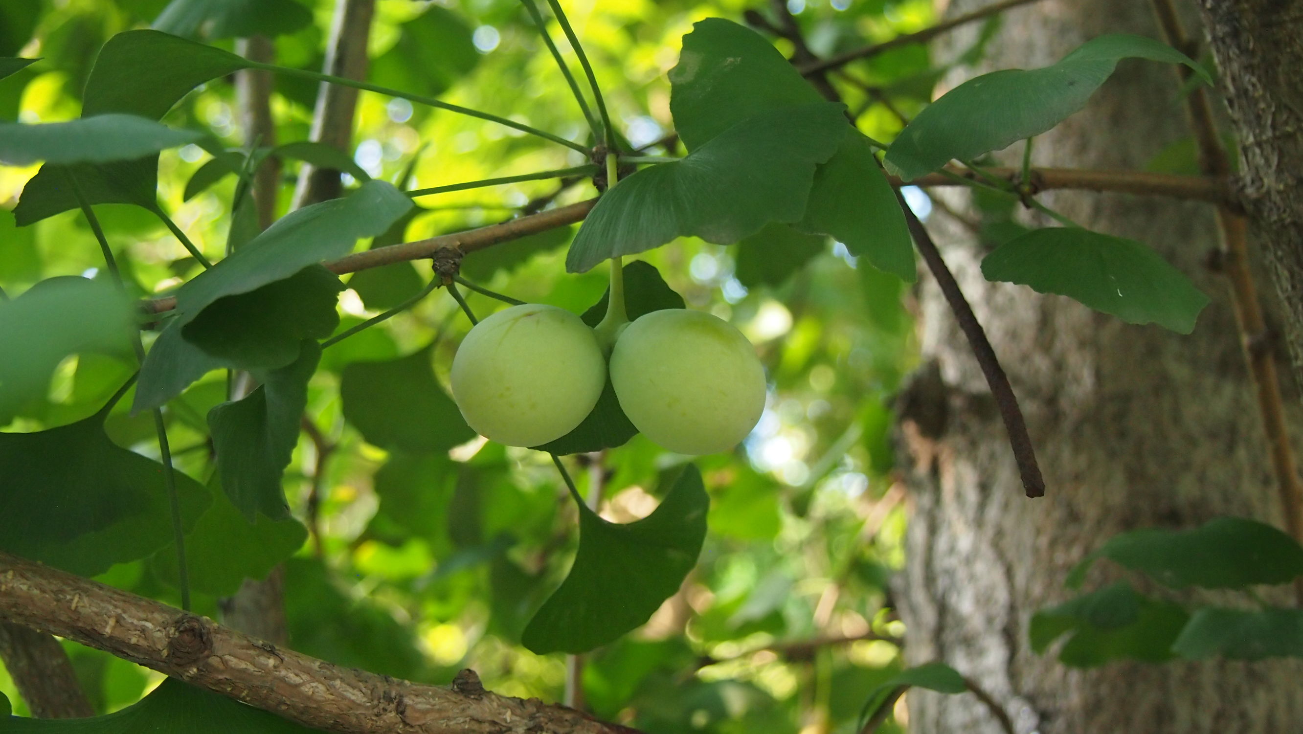 银杏白果是否有毒性,银杏树白果入药