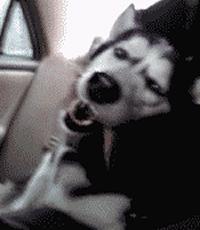 猫咪眼睑内翻解决办法,猫咪下眼睫毛内翻割眼皮后闭不上