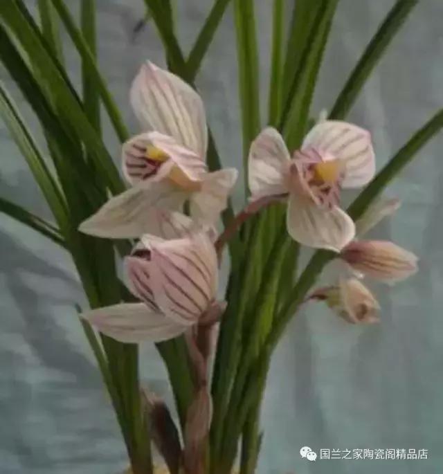 春兰和蕙兰莲瓣,蕙兰带花苞的兰花怎样上盆