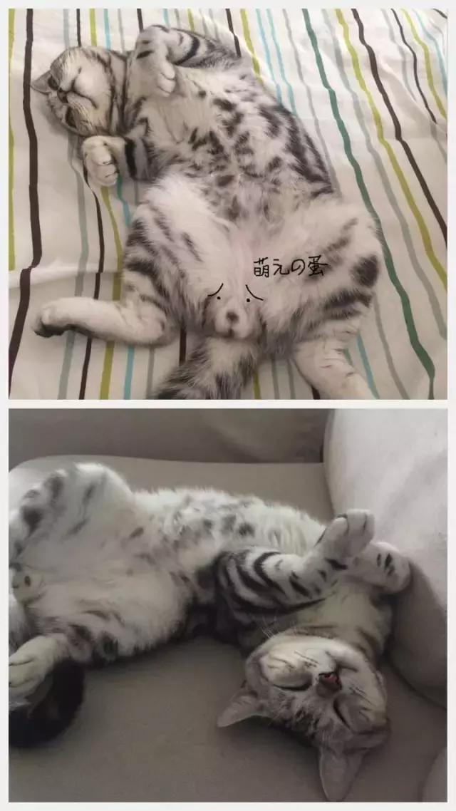 猫咪睡姿大作战,猫咪大字型睡姿图片