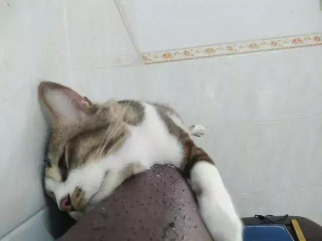 猫咪睡姿大作战,猫咪大字型睡姿图片