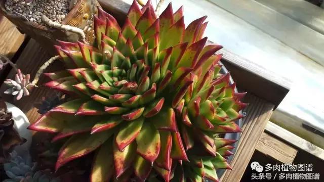 满阳台的多肉,满阳台多肉