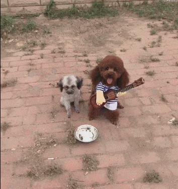 丐帮入门后怎么成功乞讨五次,丐帮帮主教人乞讨