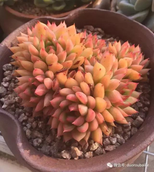 夏日多肉状态,夏天的多肉褪去了华丽的颜色