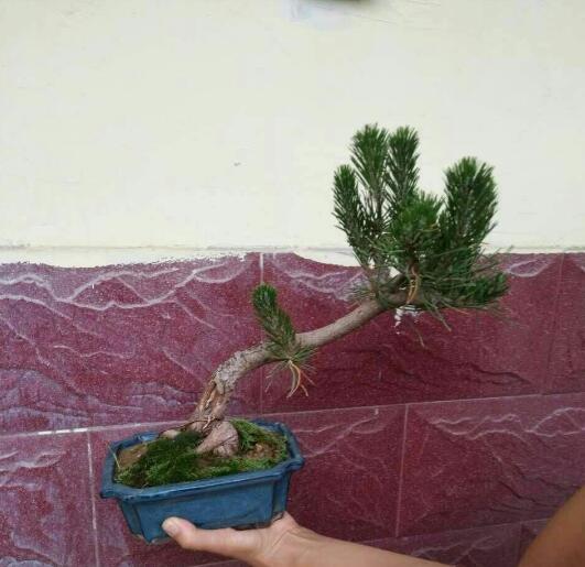 单杆式文人型精品黑松盆景 (黑松盆景用深盆还是用浅盆)