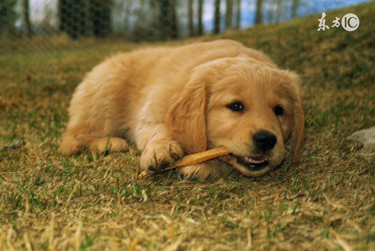 解决金毛狗狗便秘的方法,金毛幼犬便秘有什么症状