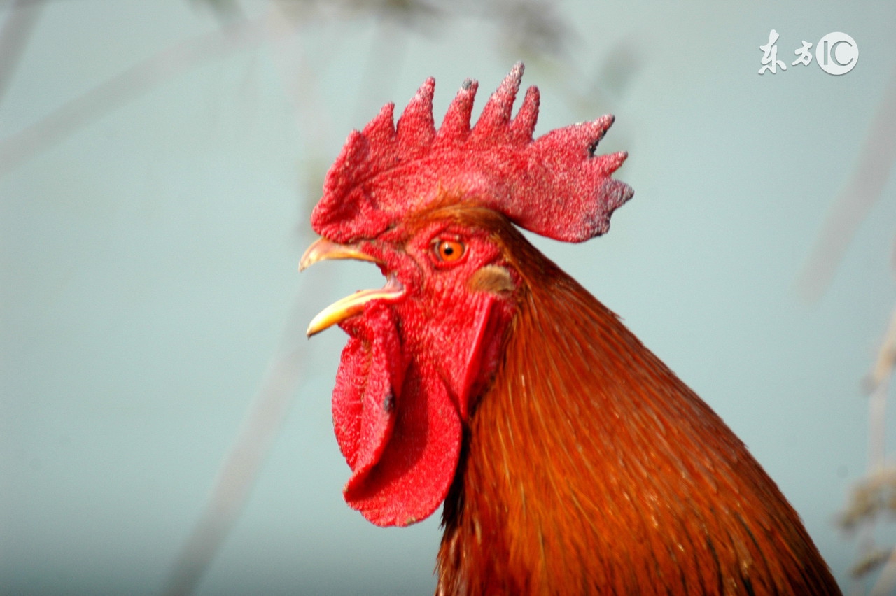 夏天鸡如何防中暑,防止鸡中暑最好的方法