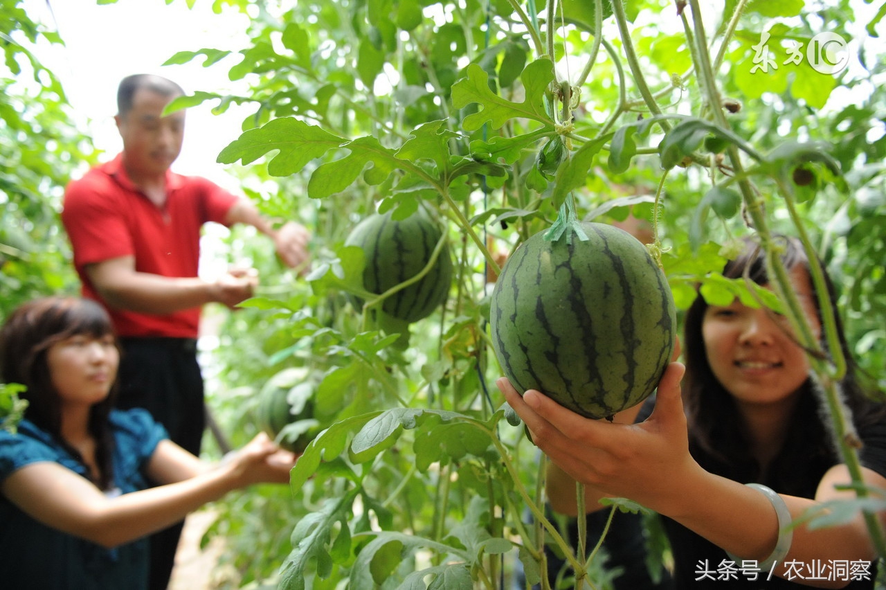 西瓜种植农药使用,西瓜常用杀虫剂配方