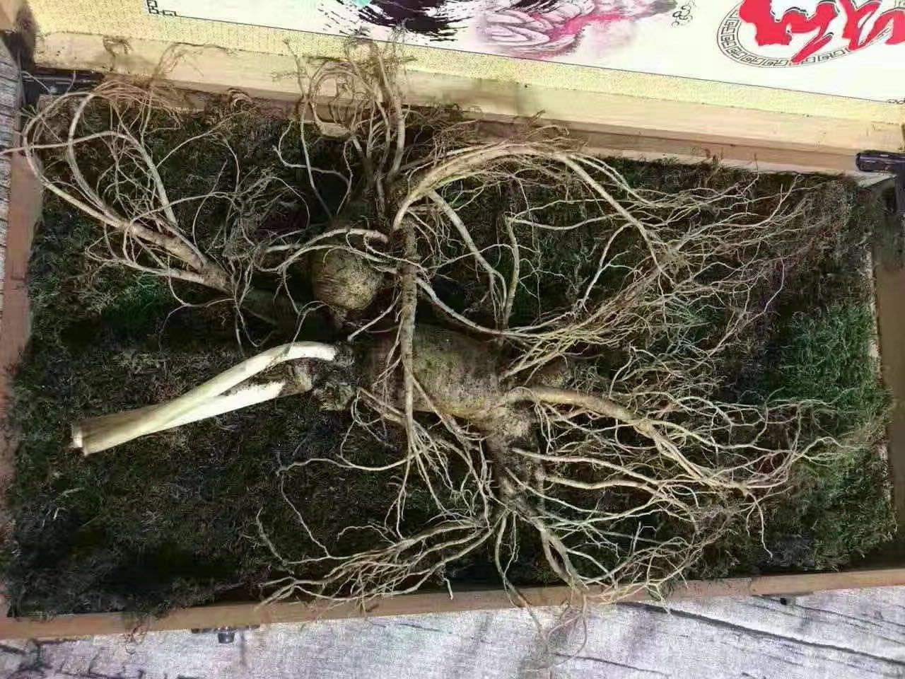 新鲜人参的保存方法,新鲜的人参怎么保存才正确