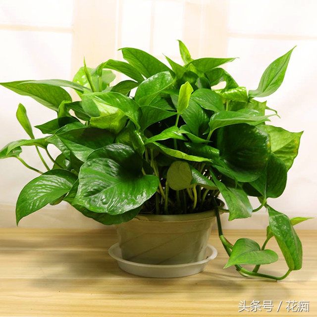 水培绿萝怎么养才能活得快,水培绿萝怎么做百分百能成功