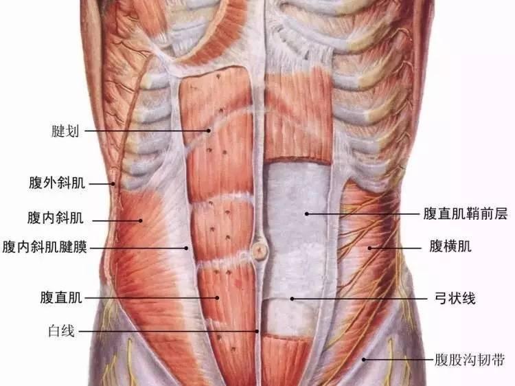 人鱼线等级划分图解,人鱼线等级对照表