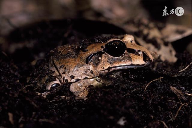 民间故事:无意间救了蝗仙娘娘致使蝗灾肆虐,全因鹿氏先人以貌取人差点害了青蛙大神