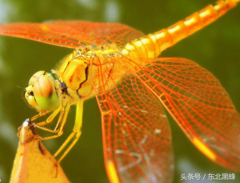 蜻蜓的天敌是什么样的,蜻蜓为什么是蝴蝶的天敌