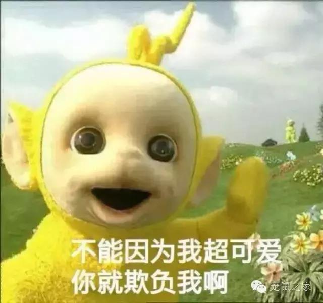 写给猪猪小情书,盘点猪猪最好听的歌