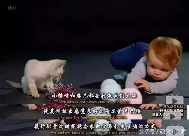 猫咪割双眼皮对比图,猫咪割双眼皮后对比