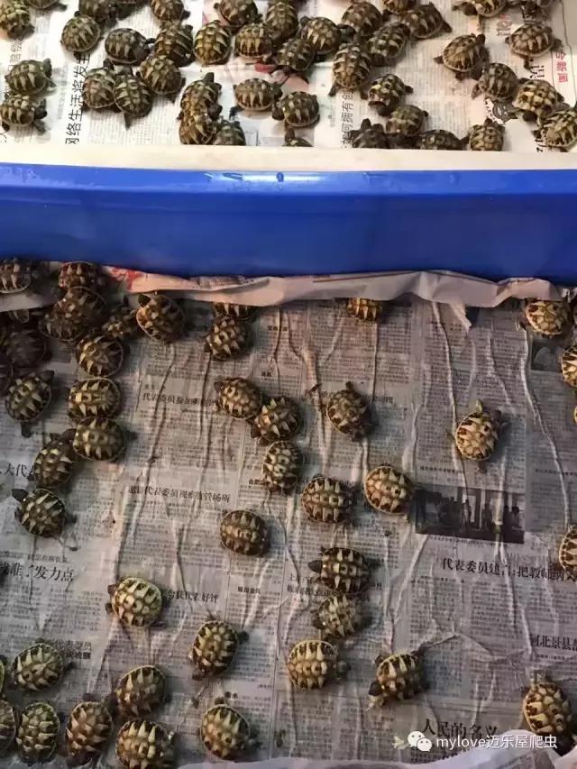 赫曼怎么繁殖,赫曼什么时候繁殖