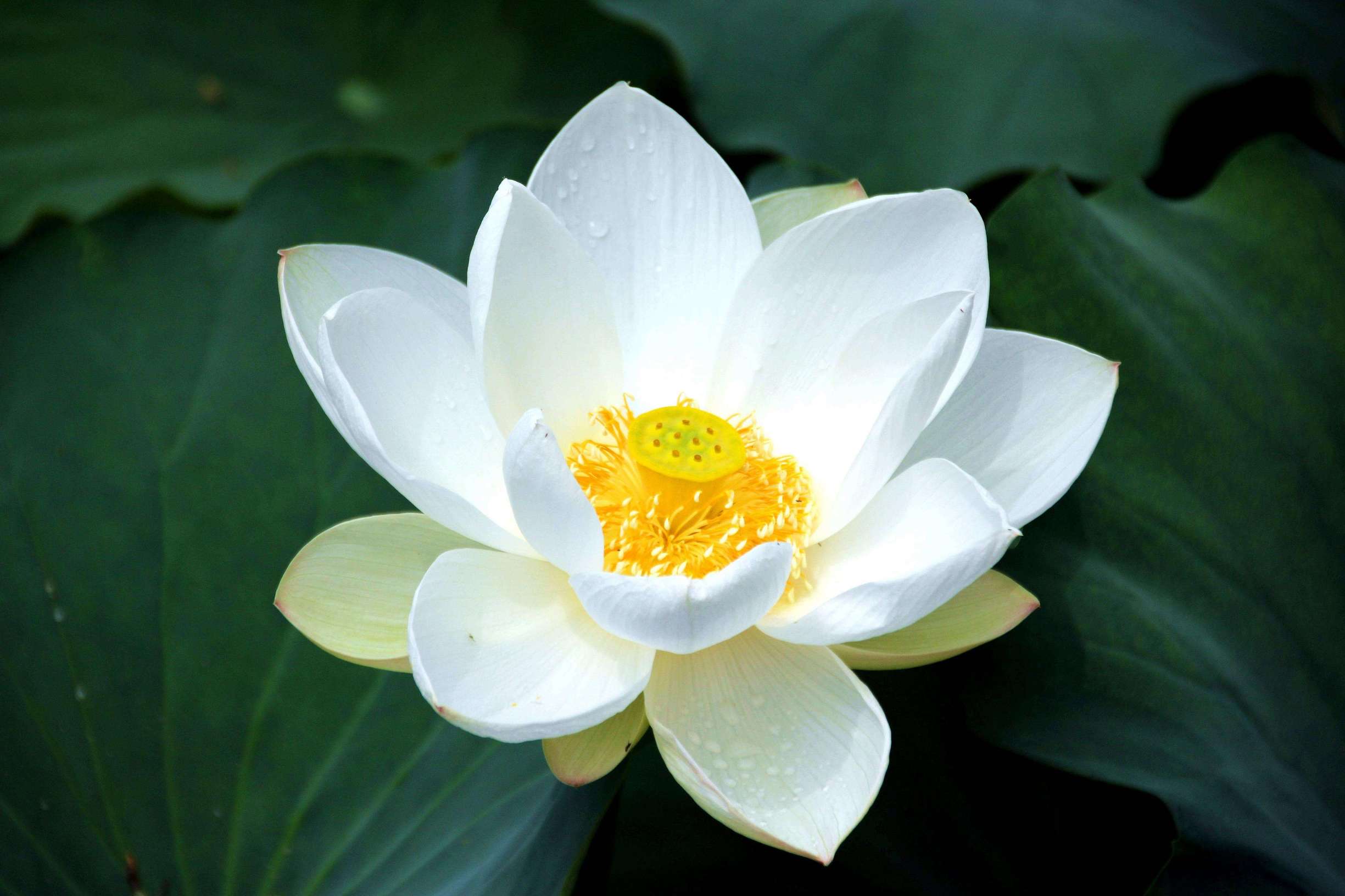 古代女人的第一酷刑铁莲花有多可怕？让女犯人生不如死