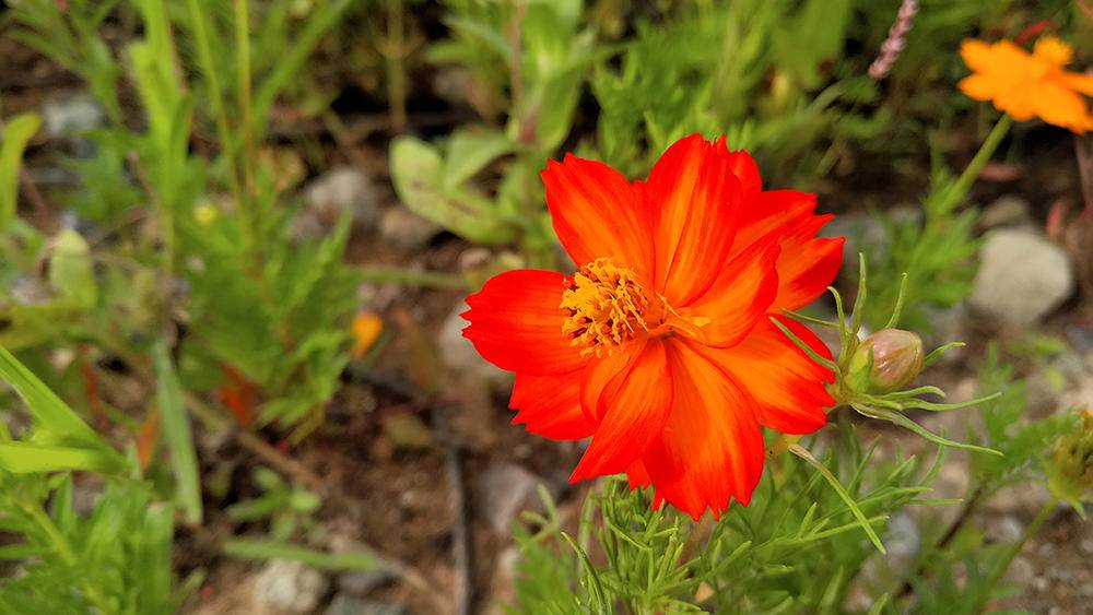 努比亚z17无边框怎么做到的,努比亚z17s评测视频