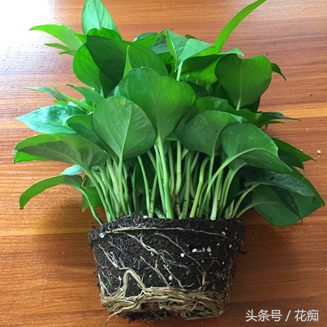 水培绿萝怎么养才能活得快,水培绿萝怎么做百分百能成功