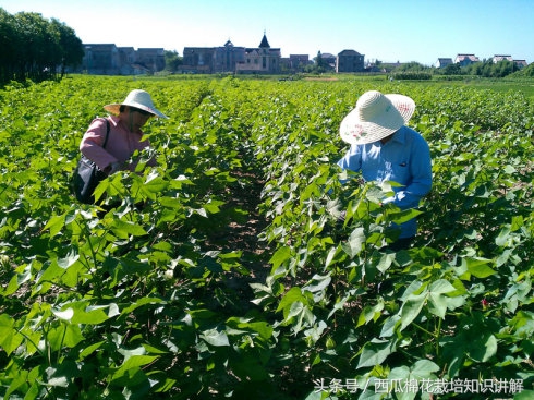 种棉花单趟高产还是双趟棉花高产,棉花如何控制旺长用什么农药
