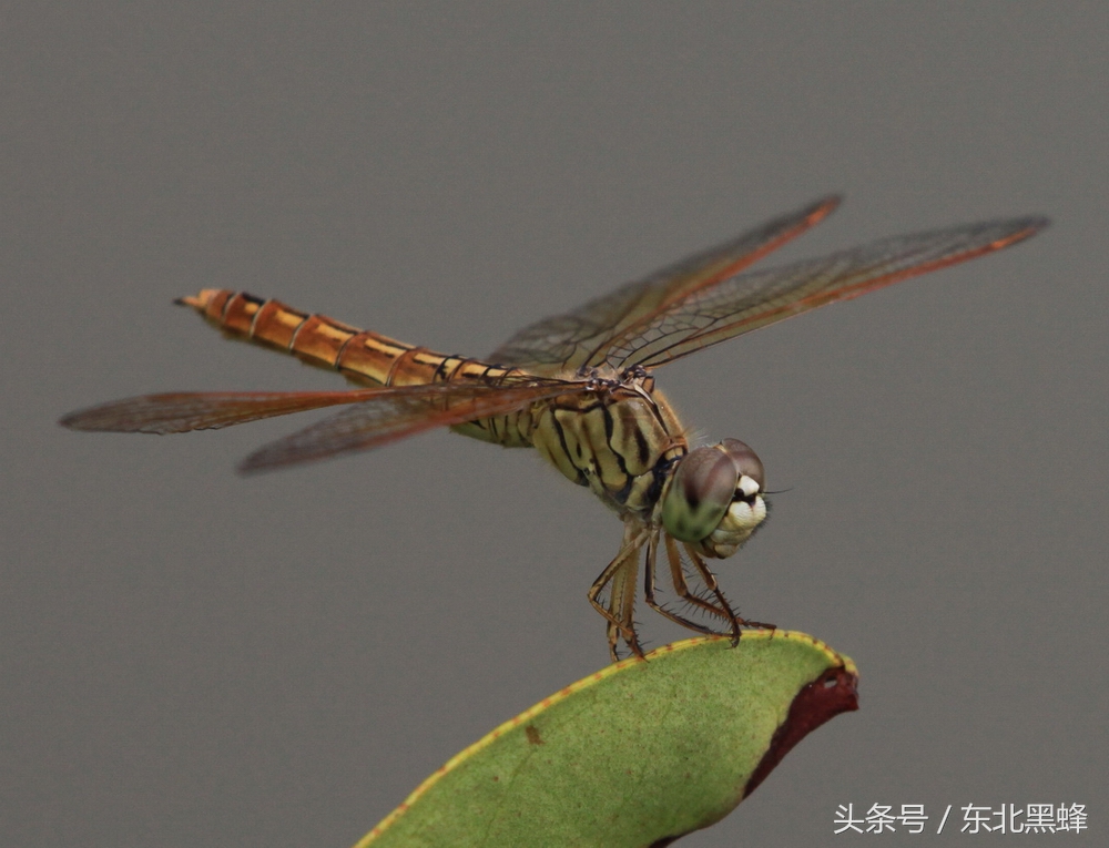 蜻蜓的天敌是什么样的,蜻蜓为什么是蝴蝶的天敌