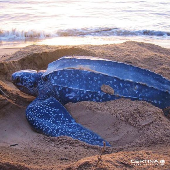 养一只海龟合法吗,养一只小海龟