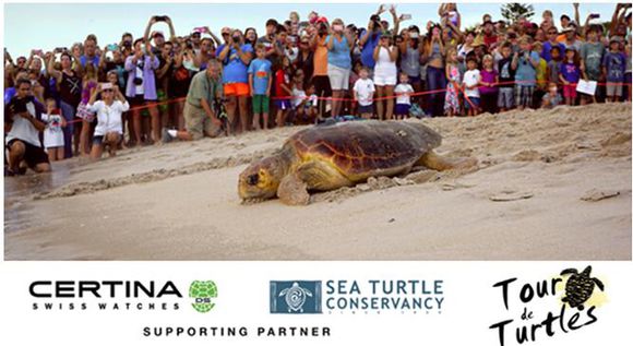 养一只海龟合法吗,养一只小海龟