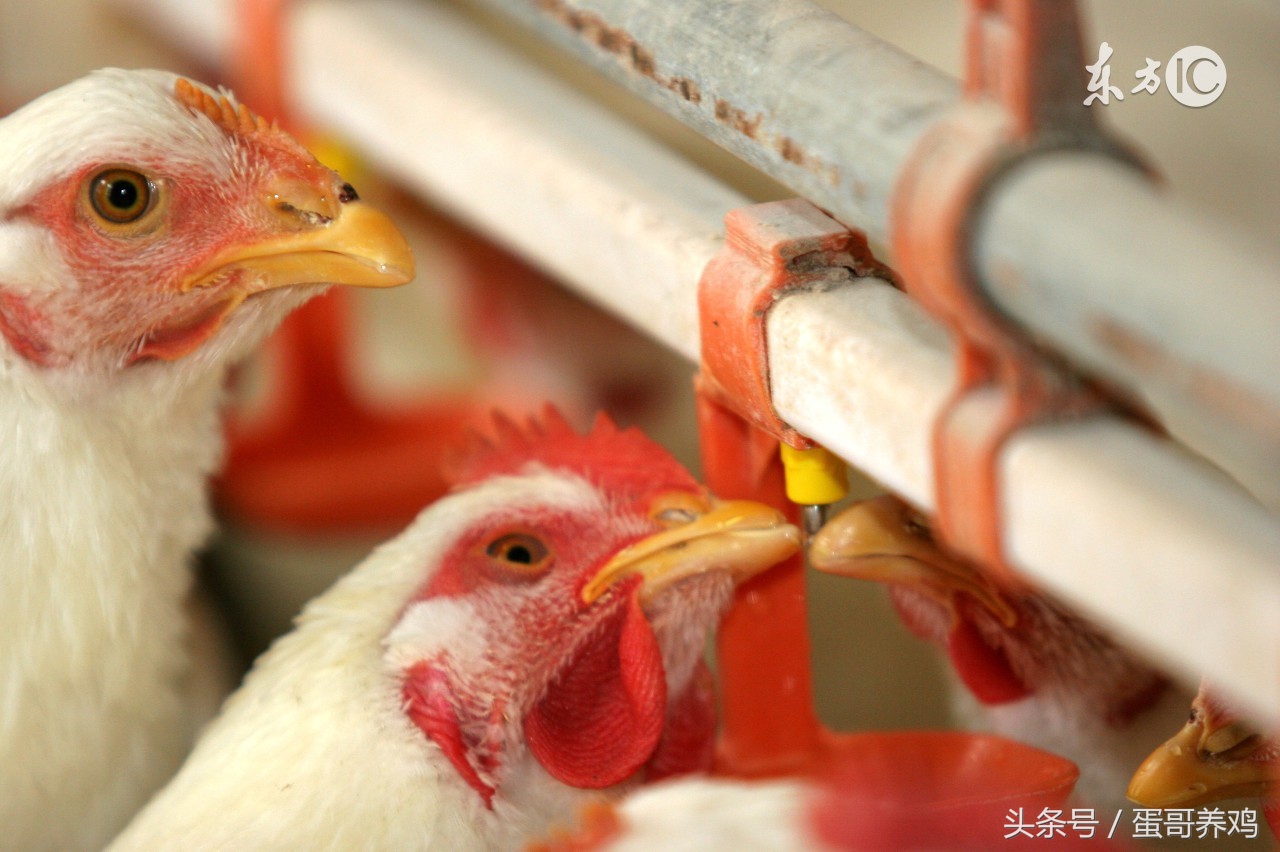 防治鸡中暑最好的方法,鸡中暑怎么办视频