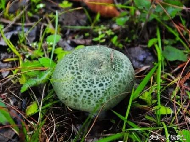 野生菌的食用与安全,野生菌安全吃法