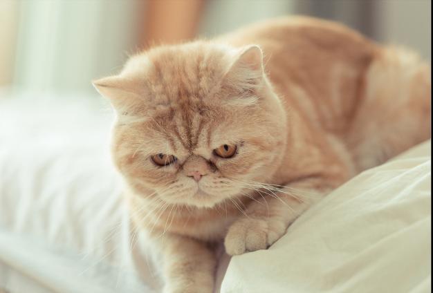 真正加菲猫十分可爱,真实的加菲猫