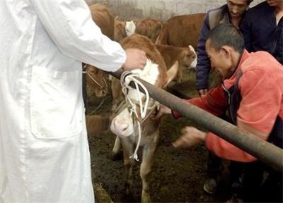 牛怎么治才能彻底根治,养牛户如何做好牛病预防