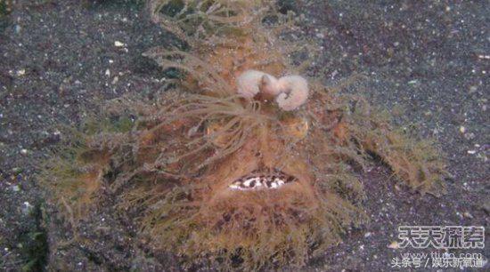 世界十大不可思议生物,十大未知神秘生物