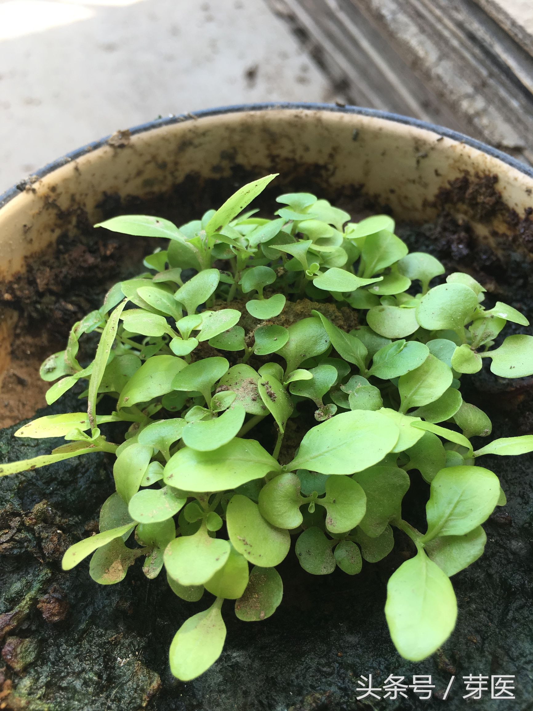 海藻面膜发芽种出来的是什么,海藻面膜是什么植物的种子