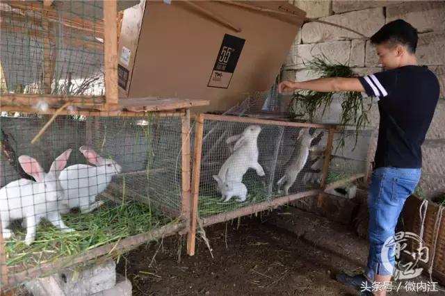 内江帅小伙牛了不仅养蛇还养鳄鱼！