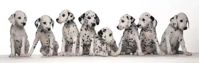 母狗验孕酮时数值多少输精最合适,母狗雌激素怎么测