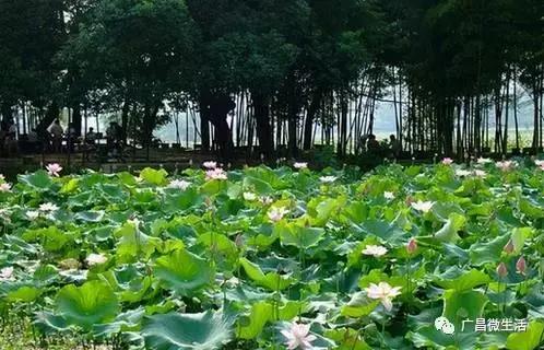 广昌最著名的景点,广昌避暑