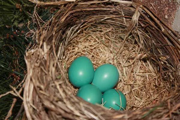 刘雯倪妮穿衣搭配图,杨幂刘雯谁最漂亮