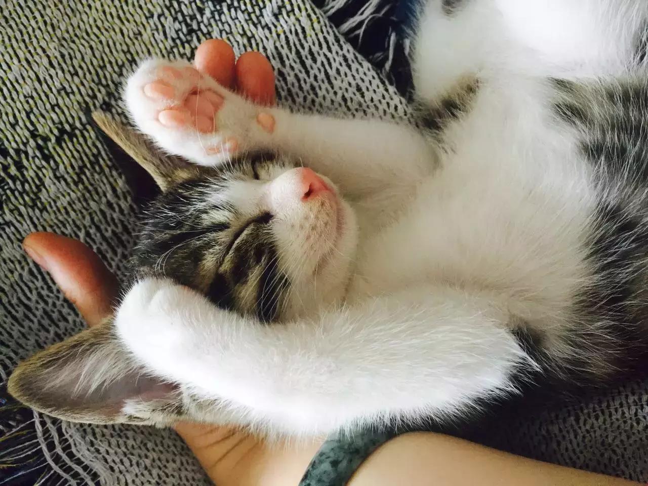 猫爪肉球形状判断猫咪性格,猫咪肉球颜色决定猫咪性格