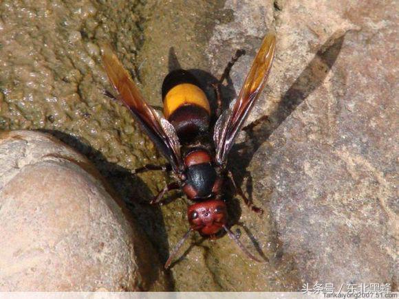 胡蜂种类名字图片大全,不同种类的黄脚胡蜂