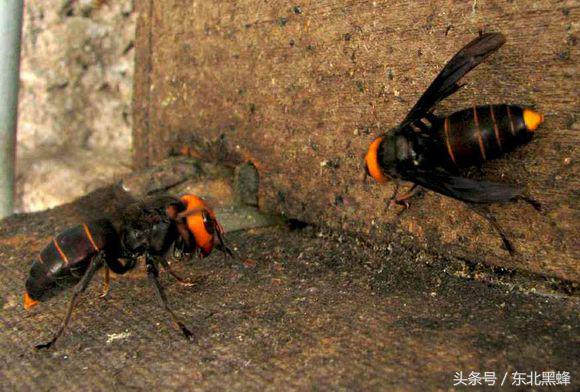 胡蜂种类名字图片大全,不同种类的黄脚胡蜂