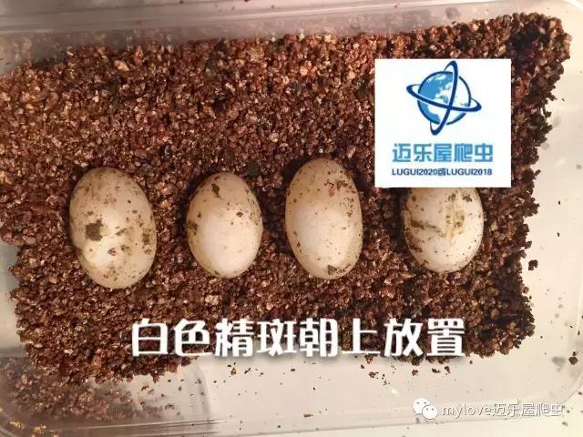 赫曼怎么繁殖,赫曼什么时候繁殖