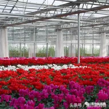 6亿资本作养料，鲜花市场究竟能开成什么样？