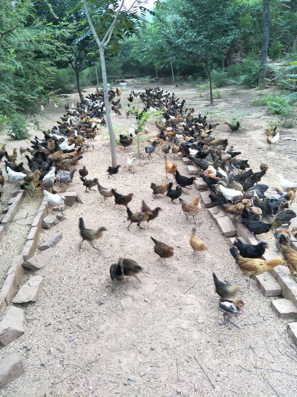 大蒜乌骨鸡,大蒜公鸡