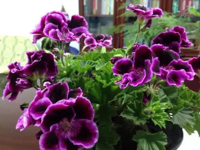 驱蚊草天竺葵怎么养殖,驱蚊草香叶天竺葵对猫咪有害吗