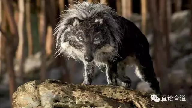 奥斯卡最佳动画短片2022拳击芭蕾,10部奥斯卡最佳动画短片